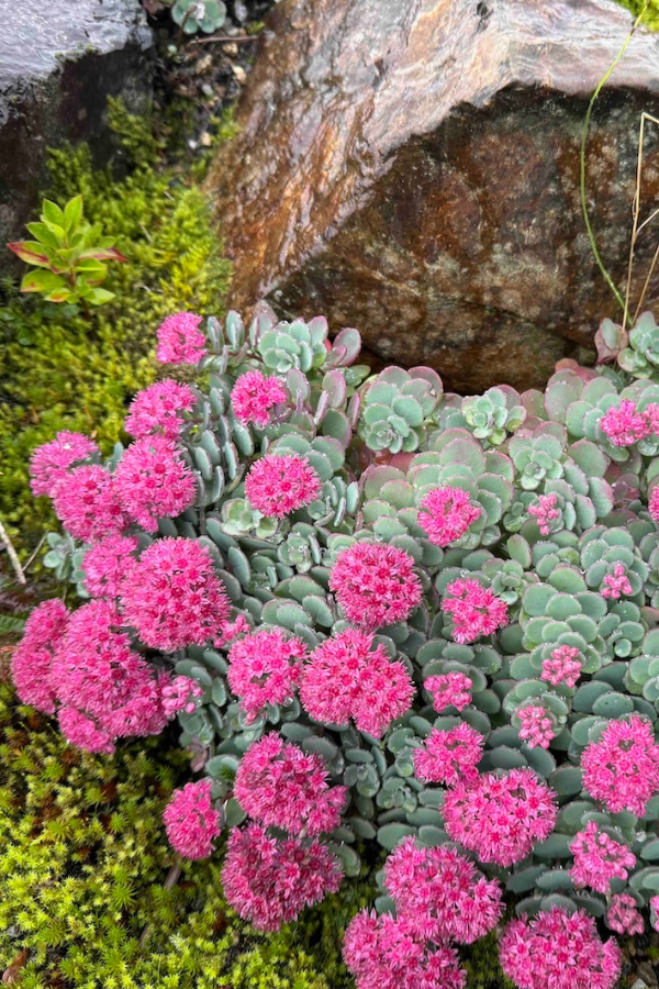 今が見頃の植物たち