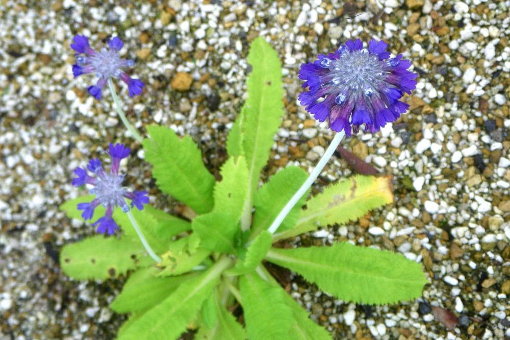 プリムラ カピタータ 花図鑑 五十音順 花図鑑 白馬五竜高山植物園