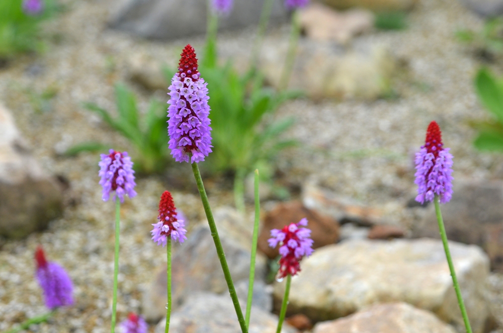 プリムラ ヴィアリー 花図鑑 五十音順 花図鑑 白馬五竜高山植物園