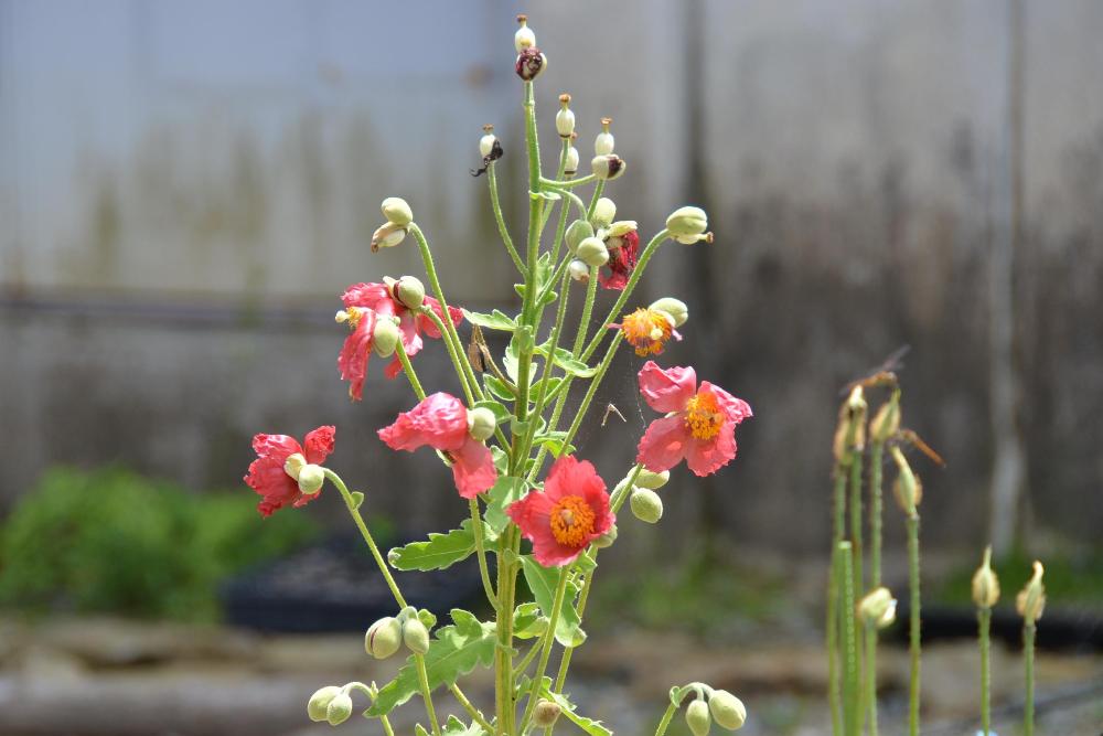 メコノプシス ナパウレンシス 花図鑑 五十音順 花図鑑 白馬五竜高山植物園