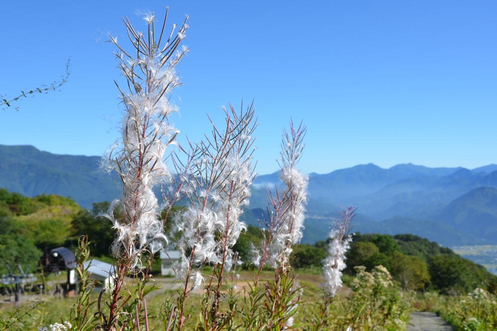 ヤナギランの綿毛 花図鑑 五十音順 花図鑑 白馬五竜高山植物園