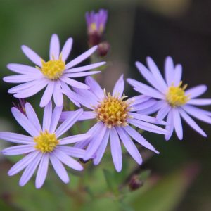 10月上旬 花期ごとの花図鑑 花図鑑 白馬五竜高山植物園