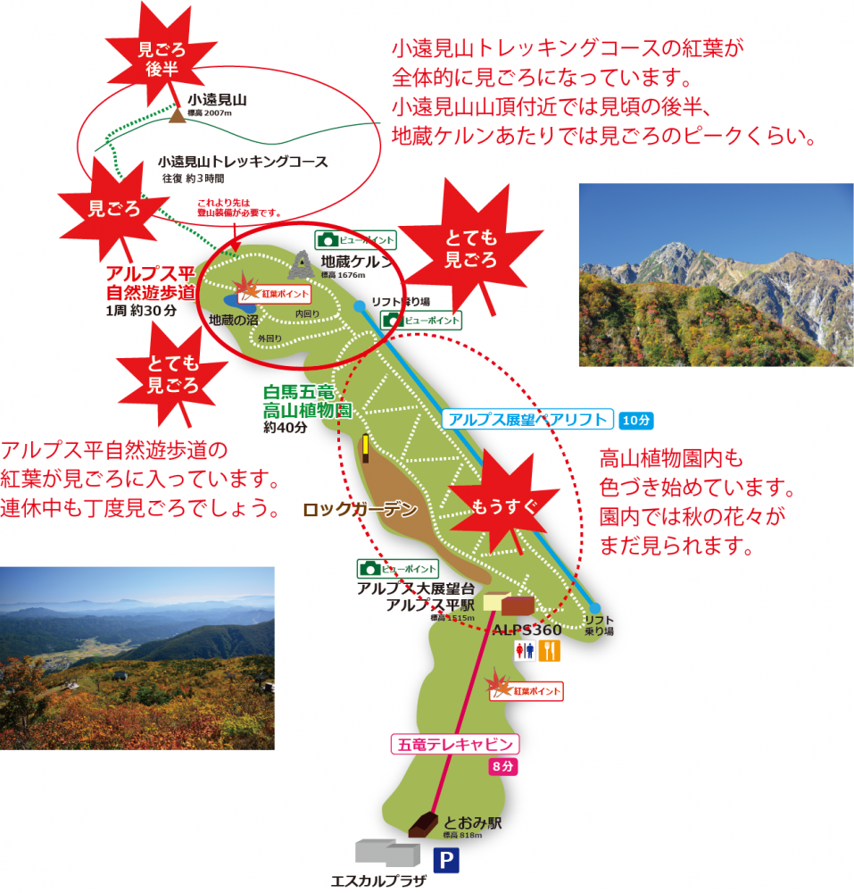 19年10月9日 紅葉情報号 週刊花便り 花図鑑 白馬五竜高山植物園