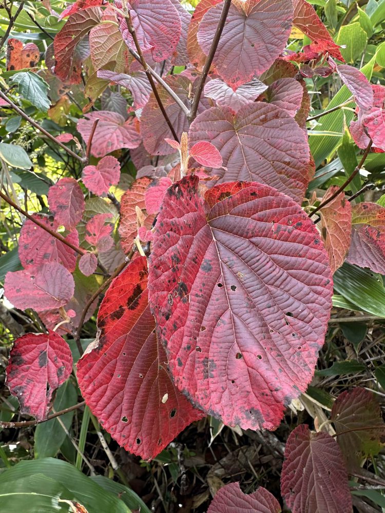 2024年10月12日号 紅葉情報