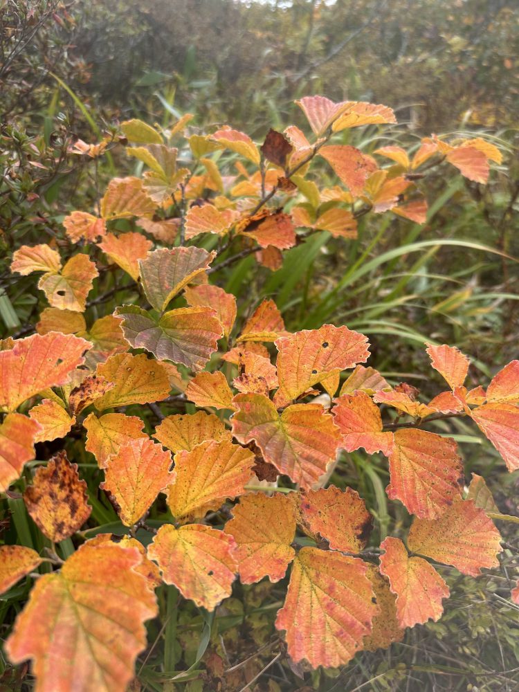 2024年10月12日号 紅葉情報