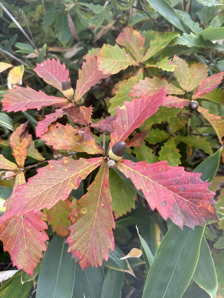 2024年10月12日号 紅葉情報