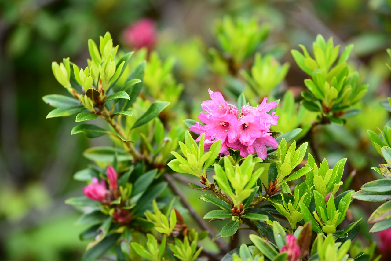 6月後半 花の種類が増えてきました 緑の調律日誌 白馬五竜高山植物園