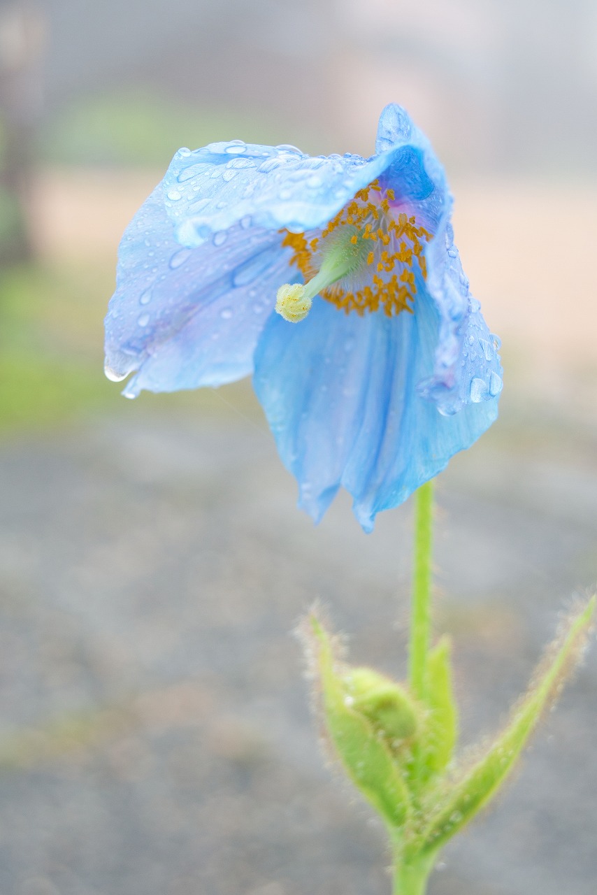 7月上旬の夏の花 雨でも楽しめる植物園 緑の調律日誌 白馬五竜高山植物園