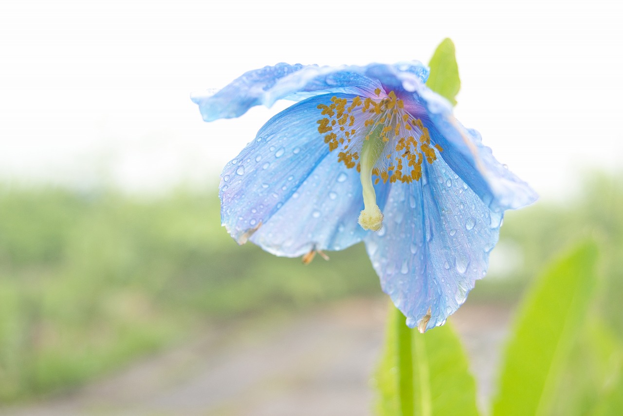 ヒマラヤの青いケシ が開花 園長ブログが更新されました お知らせ 最新情報 白馬五竜高山植物園